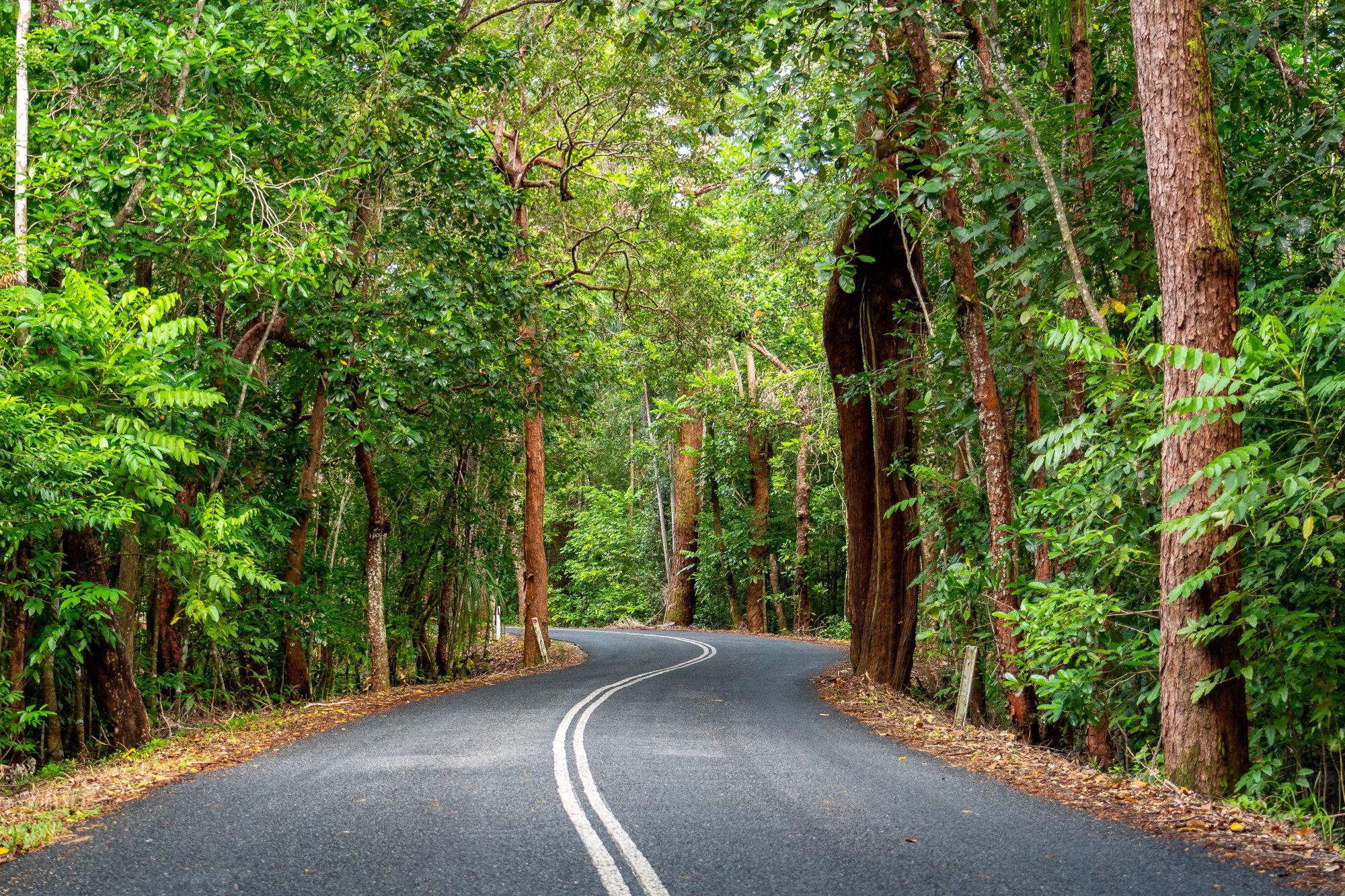 Road through Cape Tribulation